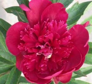 Paeonia lactiflora 'Inspecteur Lavergne'