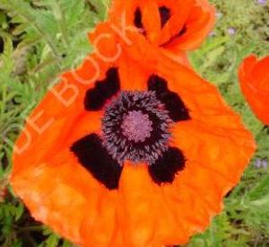 Papaver orientale 'Brilliant'