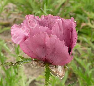 Papaver orientale 'Patty's Plum'