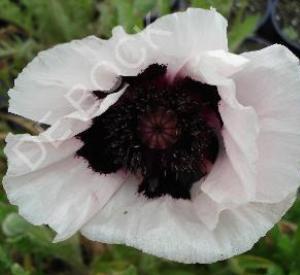 Papaver orientale 'Perry's White'