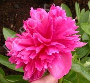 Paeonia officinalis 'Rosea Plena'