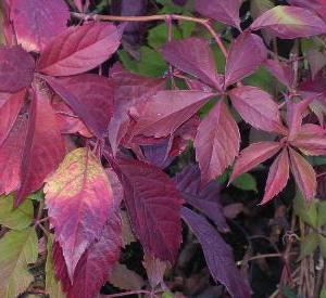 Parthenocissus quinquefolia