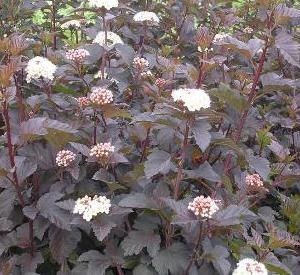 Physocarpus opulifolius 'Diabolo'