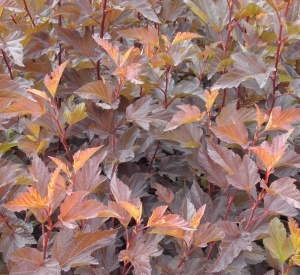 Physocarpus opulifolius 'Diable d'Or' ®