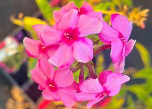 Phlox paniculata 'Flamingo'