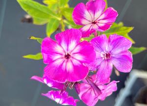 Phlox paniculata 'Uspech'