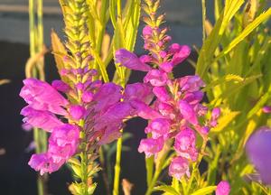 Physostegia virginiana 'Vivid'