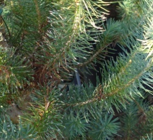 Pinus pinea