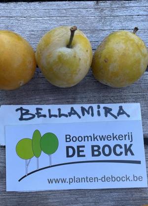 Prunus domestica 'Bellamira'