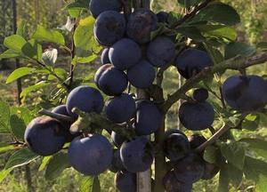 Prunus domestica 'Prune de Prince'