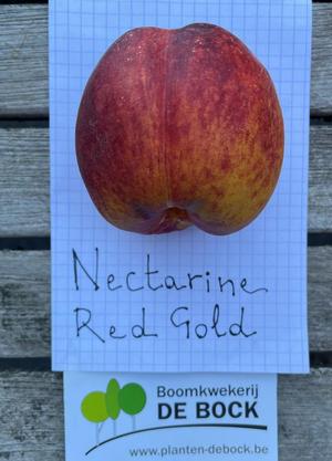 Prunus persica  var. nectarina 'Red Gold'