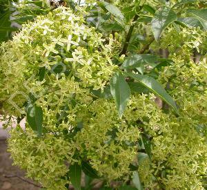 Ptelea trifoliata