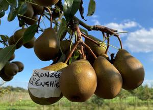 Pyrus communis 'Bronz�e d'Enghien'