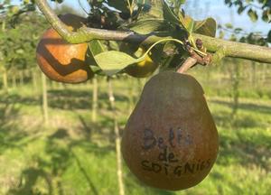 Pyrus communis 'Belle de Soignies'