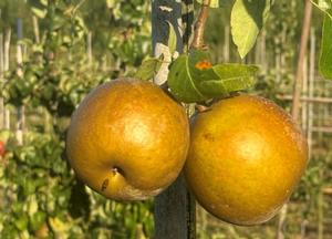 Pyrus communis 'Calebasse a la Reine'