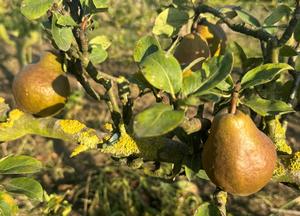 Pyrus communis 'Jules d'Airolles'