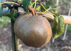 Pyrus communis 'Olivier de Serres'