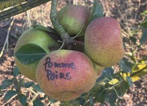 Pyrus communis 'Pomme-Poire'