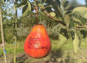 Pyrus communis 'Rode Poire Williams'