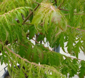 Rhus typhina 'Dissecta'