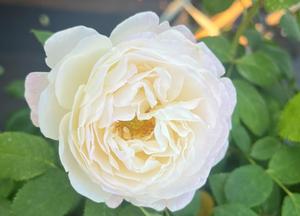 Rosa 'Andr� Brichet'