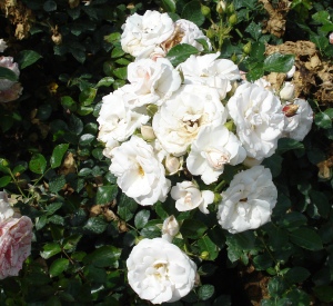 Rosa 'Aspirin Rose' (r)