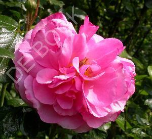 Rosa 'Aloha'