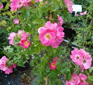 Rosa 'American Pillar'