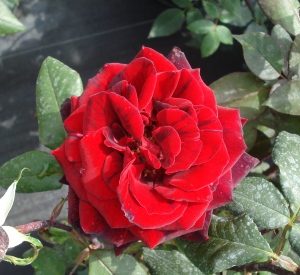 Rosa 'Barkarole' (r)