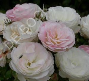 Rosa 'Bouquet Parfait' (r)