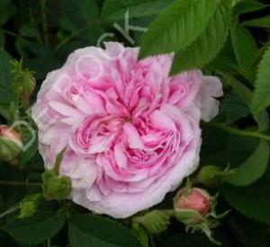 Rosa 'Königin von Danemark'