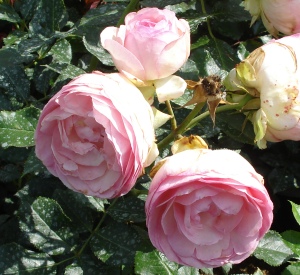 Rosa 'Eden Rose' (r)