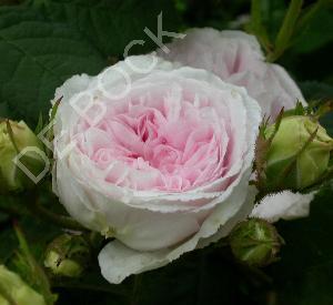 Rosa 'Félicité Parmentier'