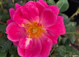 Rosa 'Magic Meidiland'