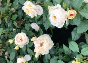 Rosa 'Lions Rose'