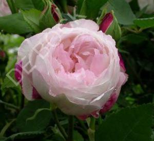 Rosa 'Mme Pierre Oger'