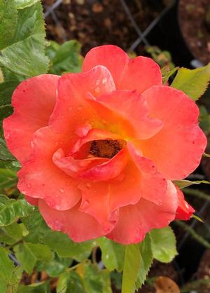 Rosa 'Newsflash'