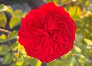 Rosa 'Red Leonardo Da Vinci'