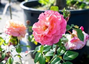 Rosa 'Augusta Louise'