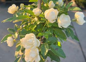 Rosa 'White Morsdag'