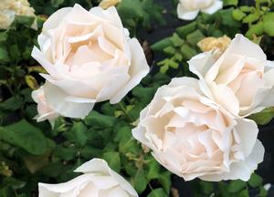 Rosa 'White Queen Elisabeth'