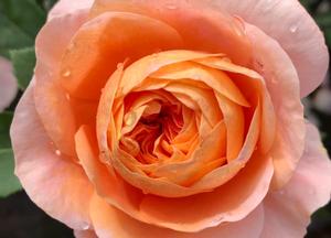 Rosa 'Sangerh�user Jubil�umsrose'