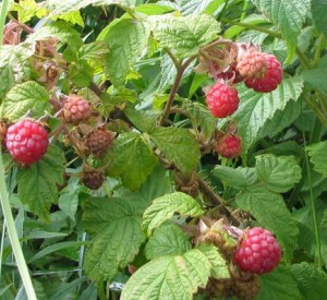 Rubus idaeus 'Schönemann'