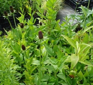 Rudbeckia occidentalis 'Green Wizzard'