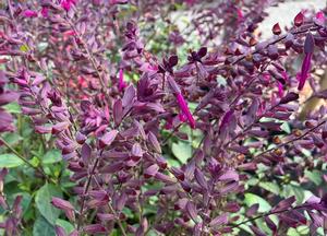 Salvia 'Love and Wishes'