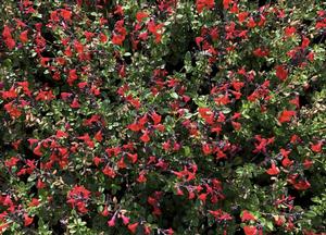 Salvia 'Royal Bumble'