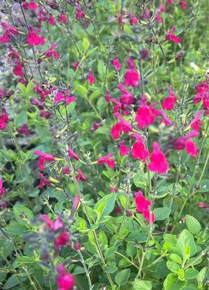 Salvia greggii 'Cherry Lips' ®