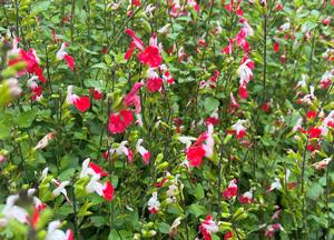 Salvia microphylla 'Hot Lips'