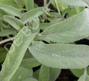 Salvia officinalis