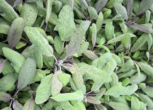 Salvia officinalis 'Purpurascens'